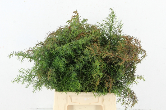 <h4>CONIFEER CRYPT ELEGANCE RED PER BUNCH</h4>