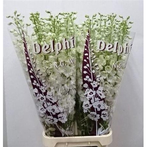 Delph Du Dewi White Smile