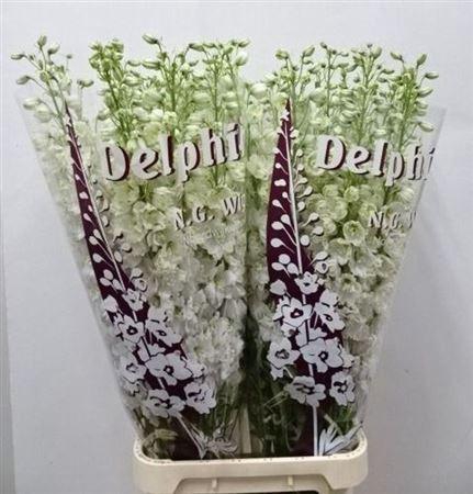 <h4>Delph Du Dewi White Smile</h4>