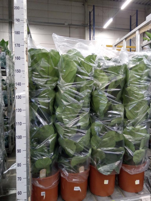 <h4>Ficus lyrata</h4>