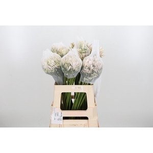 Agapanthus Kl Bh Milka