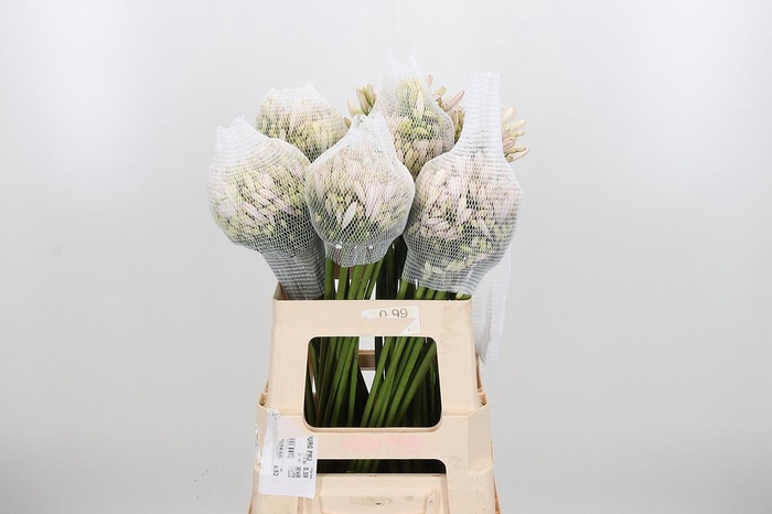 <h4>Agapanthus Kl Bh Milka</h4>
