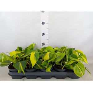Philodendron scand. 'Brasil'