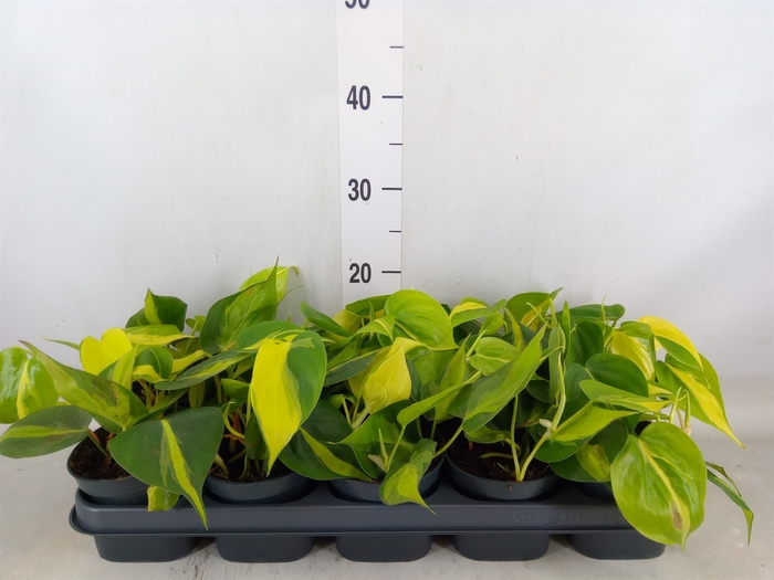<h4>Philodendron scand. 'Brasil'</h4>