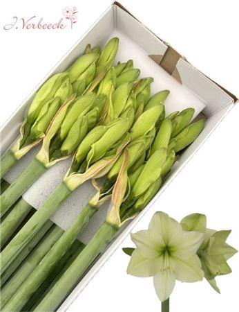 <h4>Hipp Ga Luna</h4>