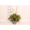 vaste planten 19 cm  Astilbe Rose