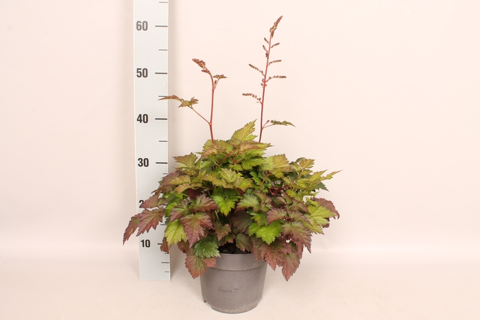 vaste planten 19 cm  Astilbe Rose