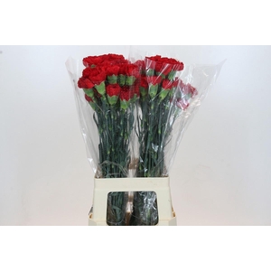 Dianthus St Don Pedro