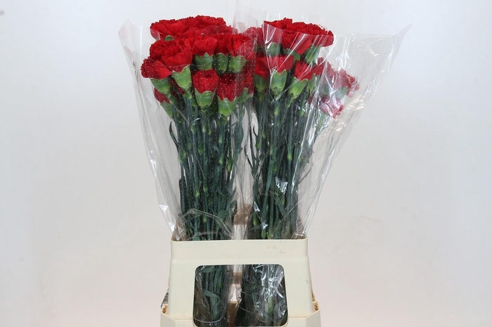 <h4>Dianthus St Don Pedro</h4>