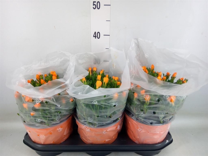 <h4>Dorotheanthus bellidiformis</h4>