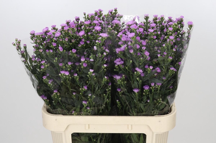 <h4>Aster Painted Lady</h4>