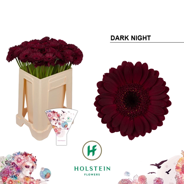 <h4>GERMINI DARK NIGHT GE MI DARK NIGHT</h4>