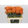 Nutans Ayoba Peach