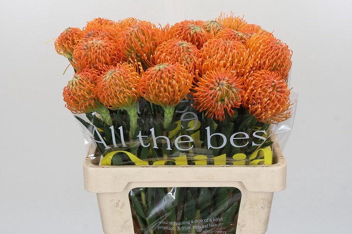 <h4>Nutans Ayoba Peach</h4>