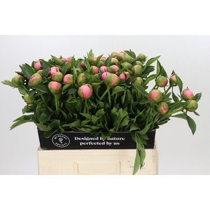 Paeonia etched salmon