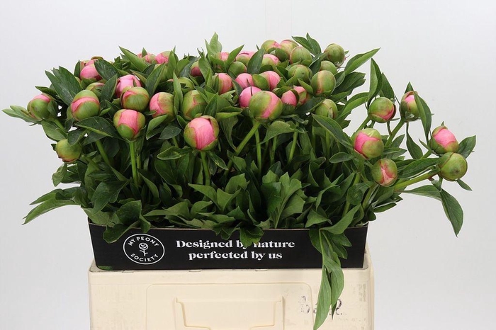 <h4>Paeonia etched salmon</h4>