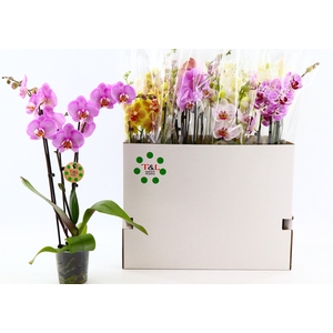 PHAL GEM 7 KL