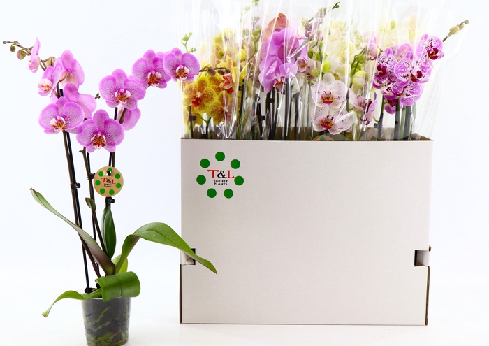 <h4>PHAL GEM 7 KL</h4>