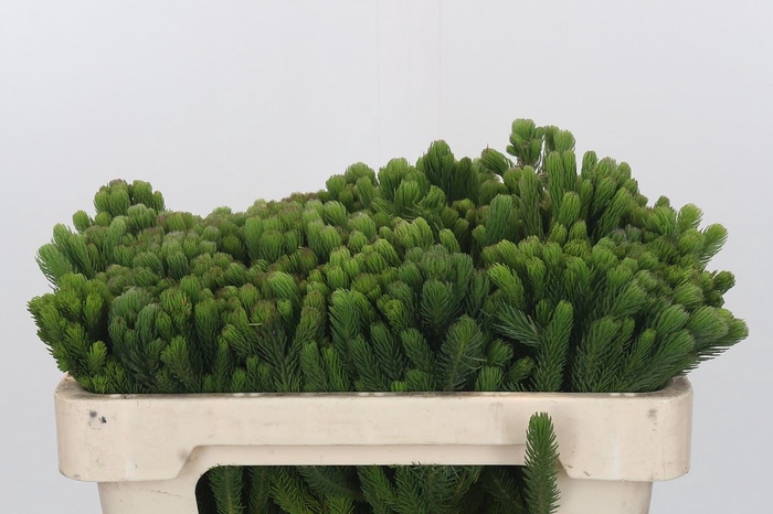 <h4>BRUNIA ALBIFLORA</h4>