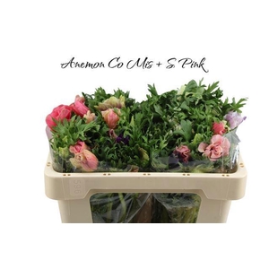 ANEM CO MIS + S PINK