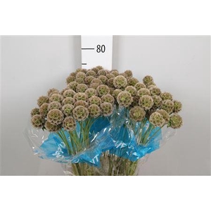 Scabiosa stel.   ...deco zaaddozen