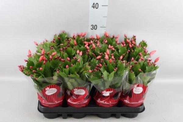 <h4>Schlumbergera   ...</h4>