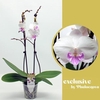 Phalaenopsis grootbloemig 2 tak wit MI 2-60 G Mia