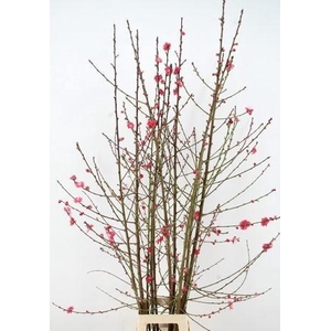 PRUNUS MELRED VERTAKT 160CM