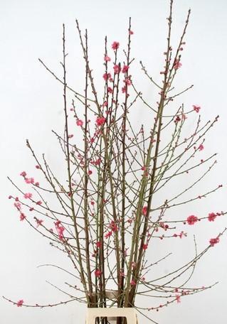 <h4>PRUNUS MELRED VERTAKT 160CM</h4>