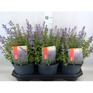 Nepeta faassenii  'Purrsian Blue'