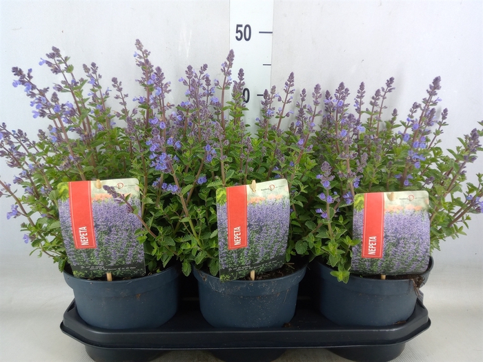 <h4>Nepeta faassenii  'Purrsian Blue'</h4>