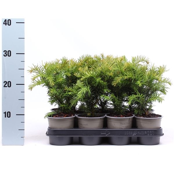 <h4>Taxus baccata 'Repandens'</h4>