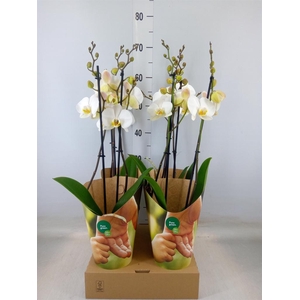 Phalaenopsis  'Ant London'