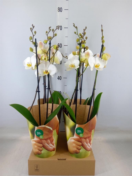 <h4>Phalaenopsis  'Ant London'</h4>