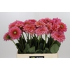 Dahlia Salmon Runner