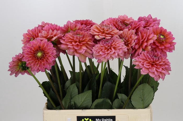 Dahlia Salmon Runner