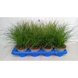 Carex brunnea