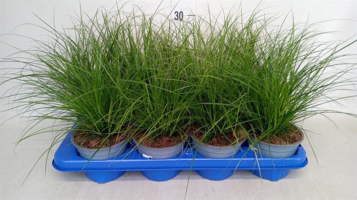 <h4>Carex brunnea</h4>