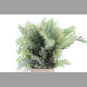 Acacia Luna D'argento