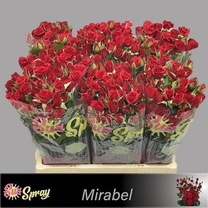 Rosa spray mirabel