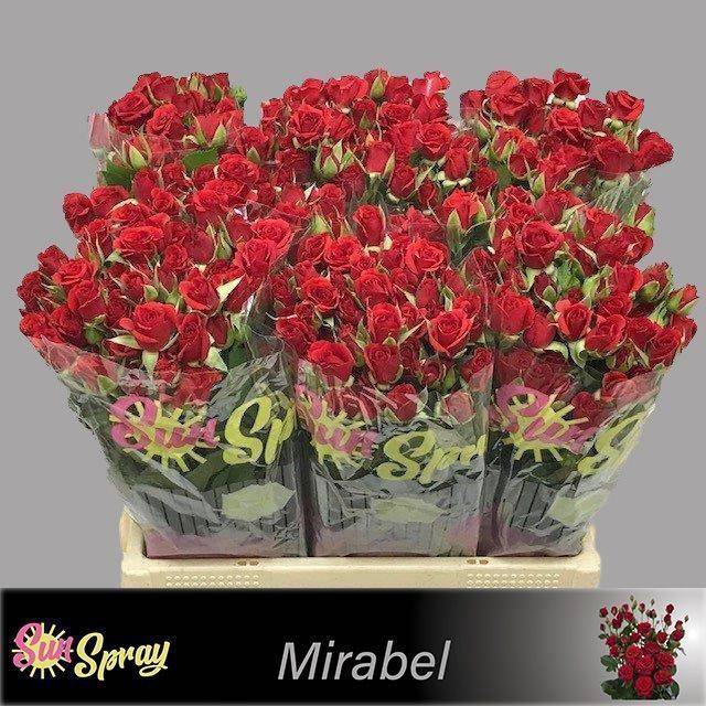 <h4>Rosa spray mirabel</h4>