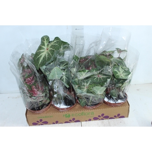 CALADIUM VARIADO P14