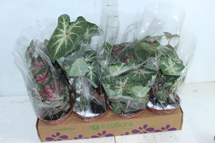 <h4>CALADIUM VARIADO P14</h4>