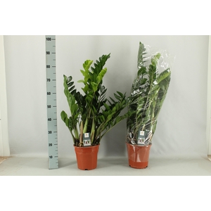 ZAMIO ZAMIIFOLIA