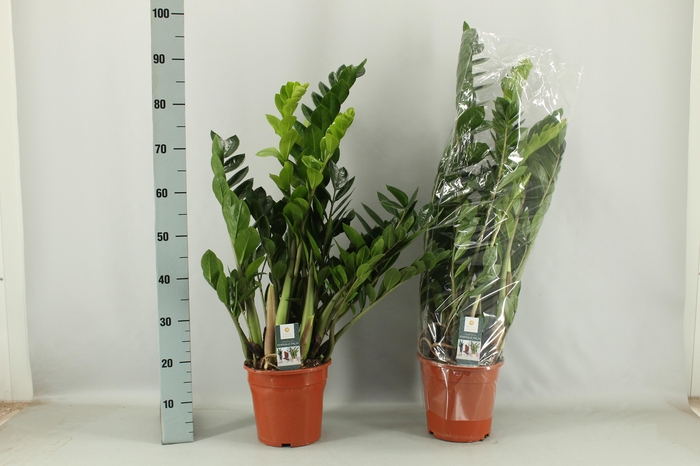 <h4>ZAMIO ZAMIIFOLIA</h4>