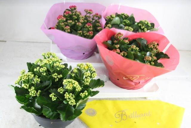 <h4>KAL GE GEM 4 KL</h4>