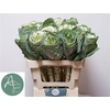 Brassica White Crane