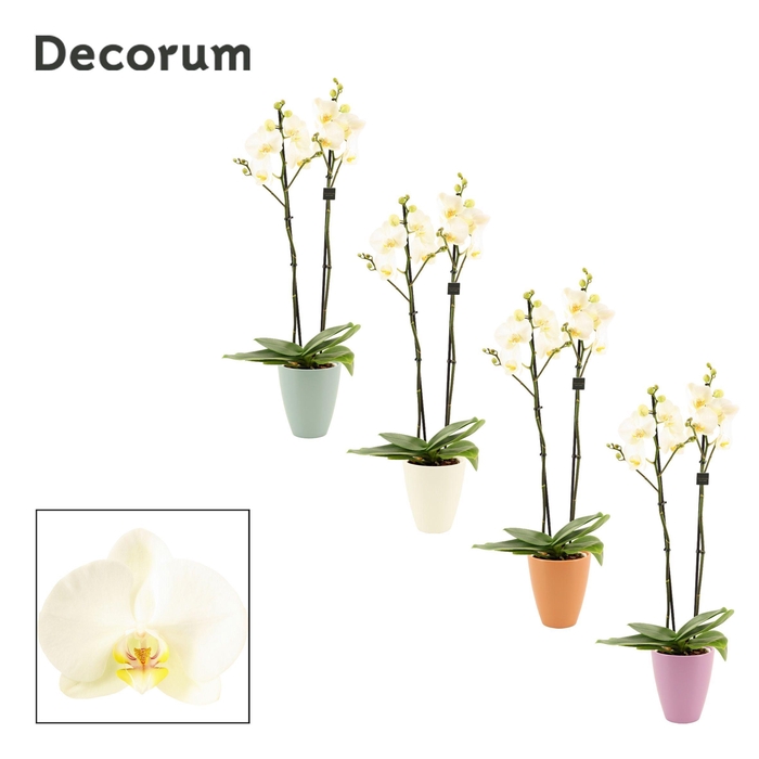 <h4>Phalaenopsis 2 tak 16+ wit in Carly (Craft world-collection)</h4>