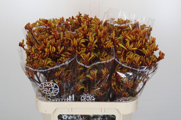 Anigozanthos Gold Fever