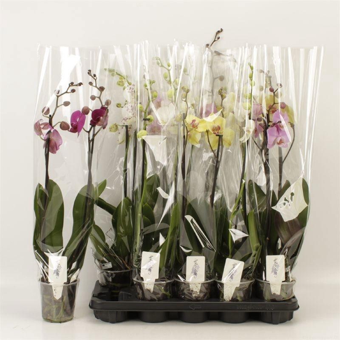 <h4>PHAL GEM 5 KL</h4>